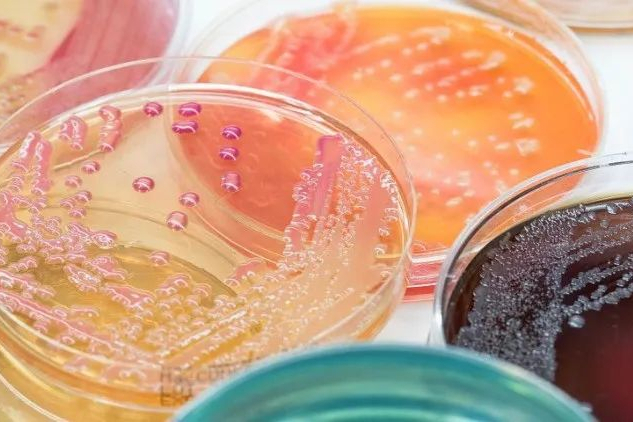 药学和食品学研究生产中菌种复苏传代、接种使用经验总结