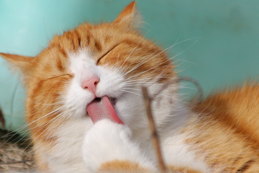 首款猫用口服糖尿病新药！FDA批准上市，预计明年第一季度可使用