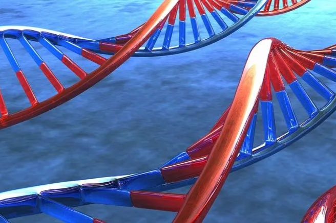 里程碑！FDA首次批准体内基因编辑临床试验，Intellia股价上涨8%！