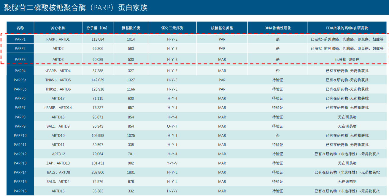 聚腺苷二磷酸核糖聚合酶（PARP）蛋白家族