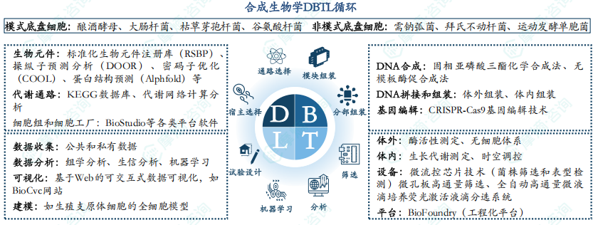 合成生物学DBTL循环